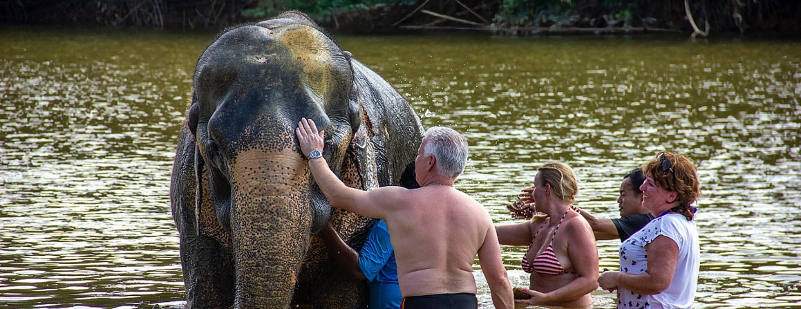 Elefanten werden gewaschen