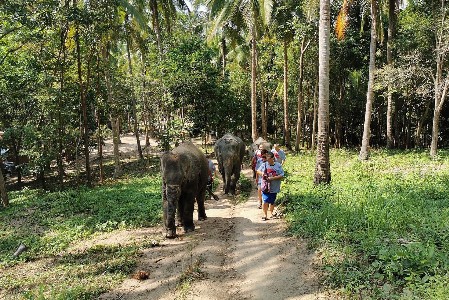 Elefanten Camp in den Bergen von Chaweng