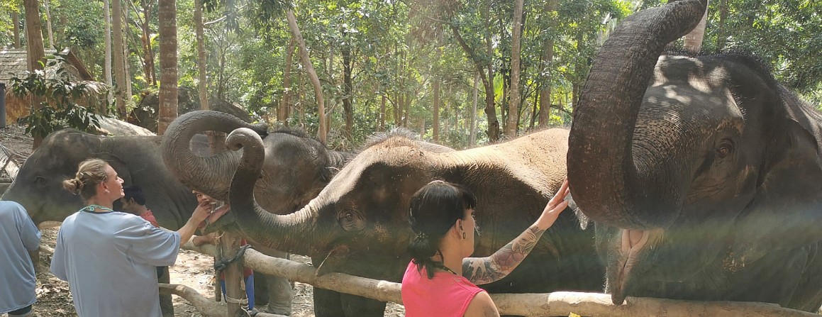 Elefanten Füttern in Chaweng Hills