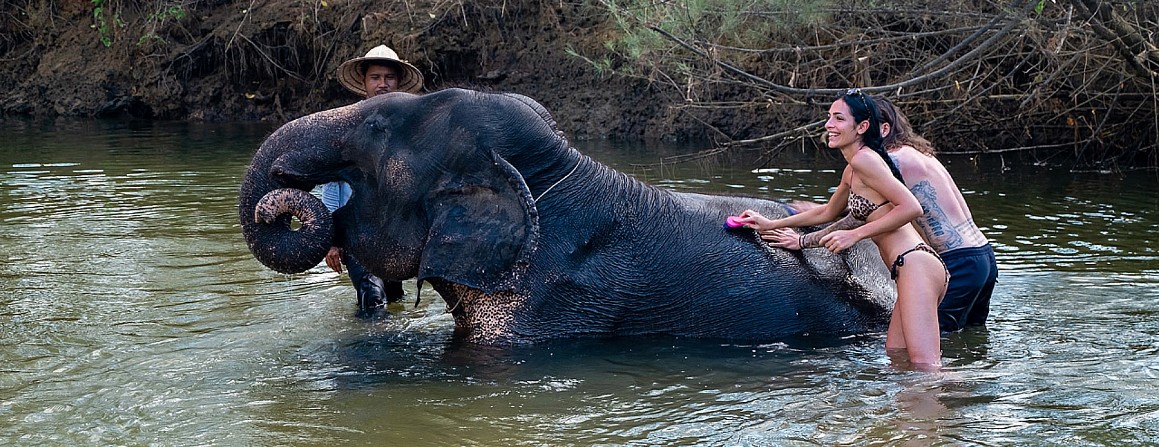 Elefanten Waschen macht Spaß