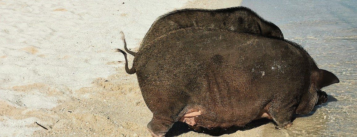 Schweine auf Koh Madsum