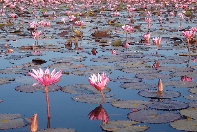 Lotus Blueten in Udon Thani